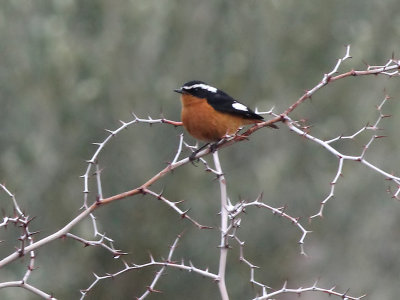 Moussier's redstart - Diadeemroodstaart - Phoenicurus moussieri