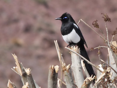 Maghreb Magpie - Maghrebekster - Pica pica Mauretanica