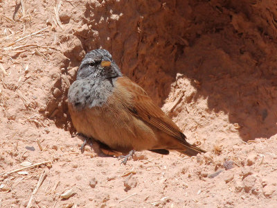 House Bunting - Huisgors - Emberiza sahari