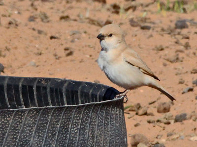 Desert Sparrow - Woestijnmus - Passer Simplex