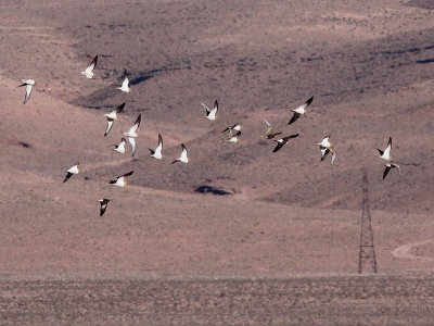 Pin-tailed sandgrouse - Witbuilzandhoen - Pterocles alchata