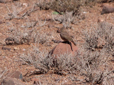 Desert Lark - Woestijnleeuwerik - Ammomanes deserti