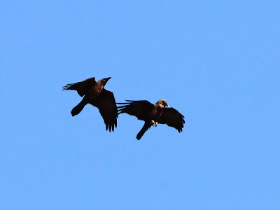 Brown necked Raven - Bruinnekraaf - Corvus ruficollis