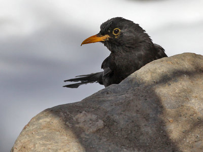 Eurasian Blackbird (N-W Africa) - Marokkaanse Merel -Turdus merula mauritanicus 