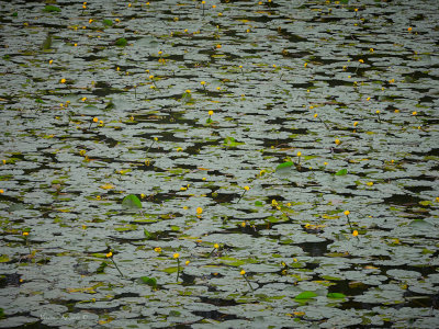 Water lilies