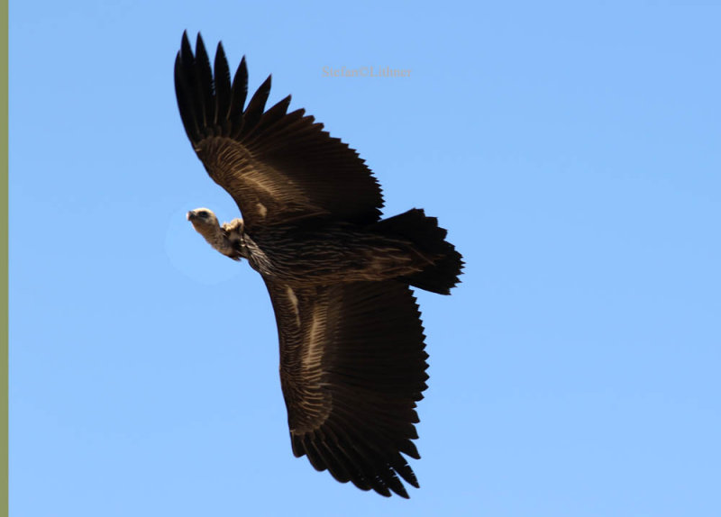 Himalayan griffon vulture (Gyps himalayensis)