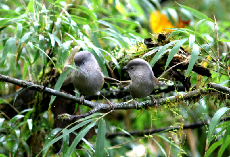 Grey-hooded  fulvetta (Alcippe striaticollis).