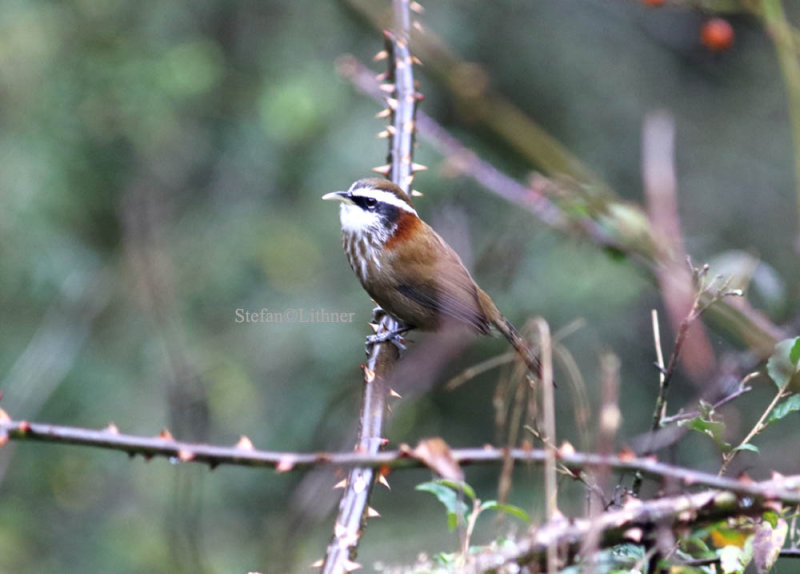 Streak-breasted scimitar-babbler (Pomatorhinus ruficollis).