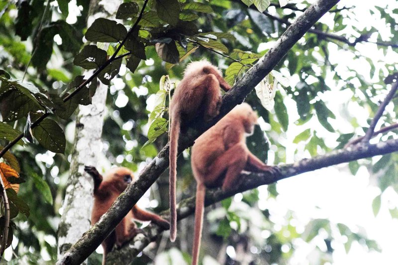 Maroon Leaf Monkey (Presbytes rubicauda)