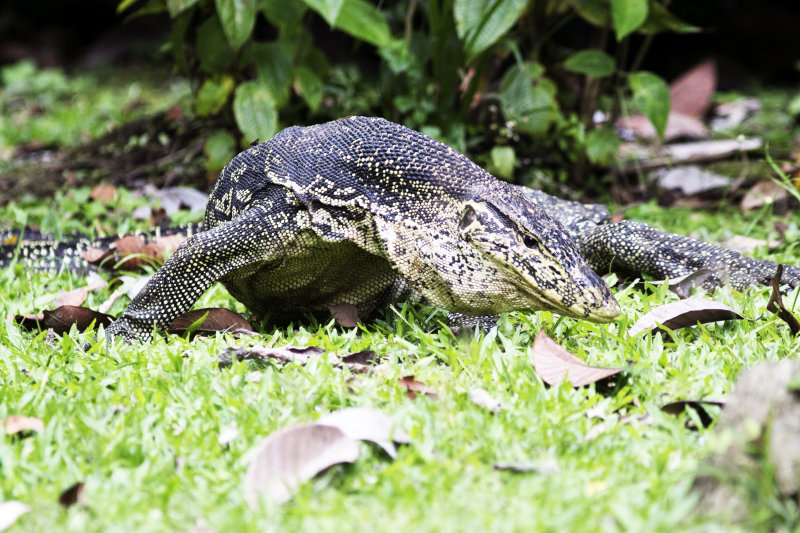 Water Monitor (Varanus salvator)