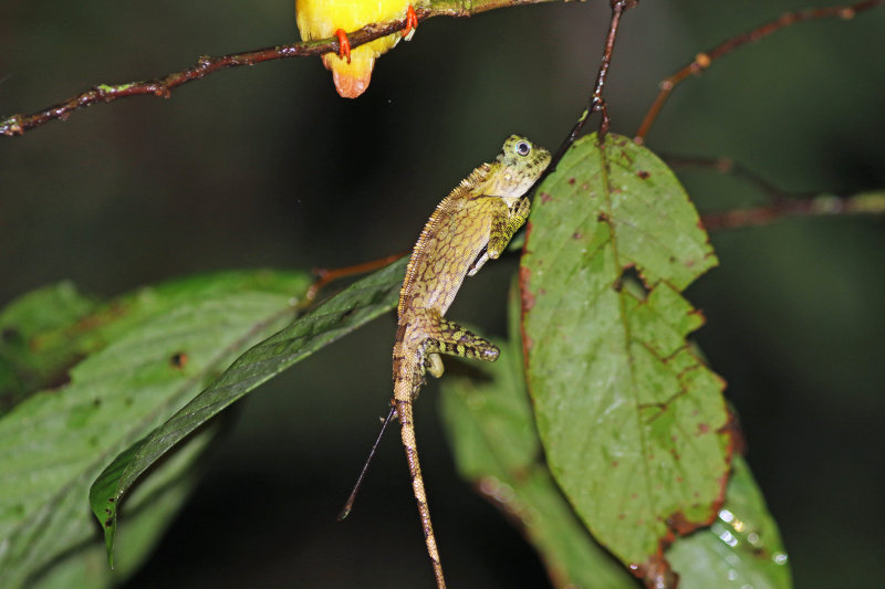 Bornean Angle-headed Lizard (Gonocephalus borneensis) + () Rufous-backed Kingfisher