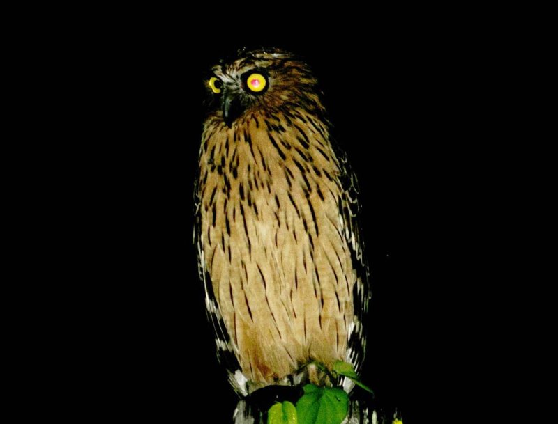 Buffy Fish Owl (Bubo ketupa)