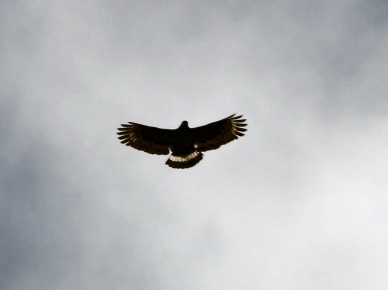 Mountain Serpent Eagle (Spilornis kinabaluensis)