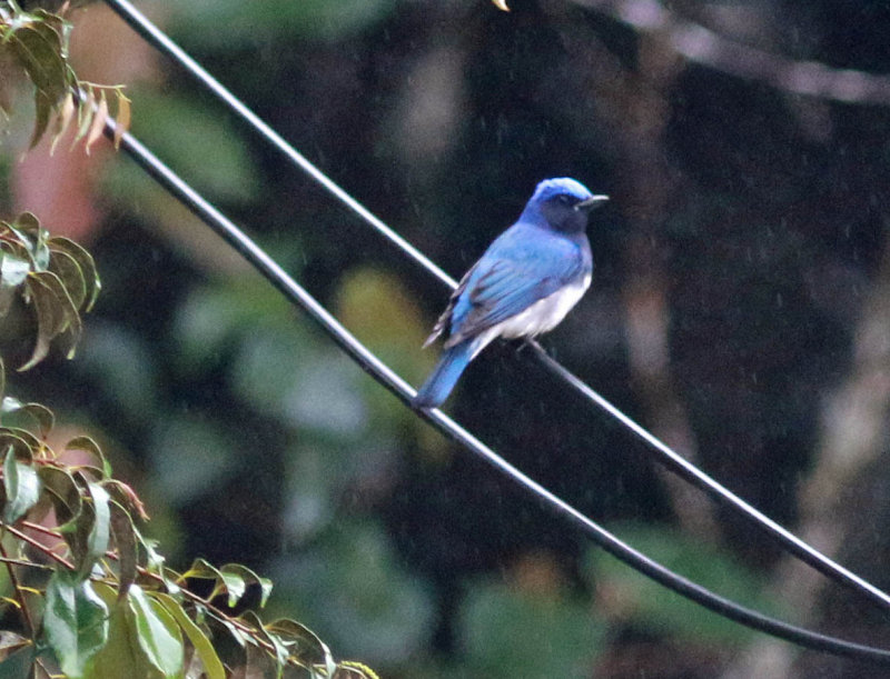 Blue-and-White Flycatcher (Cyanoptila cyanomelana)