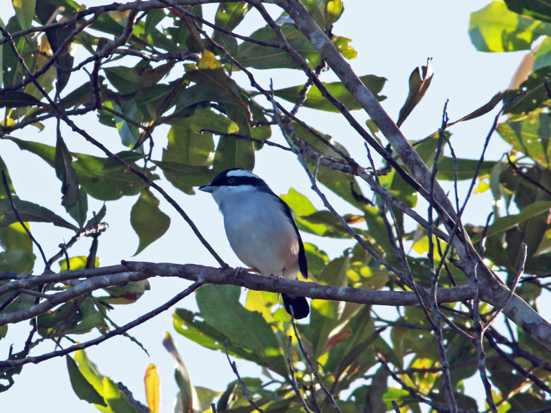 Blyths Shrike-babbler (Pteruthius aeralatus)