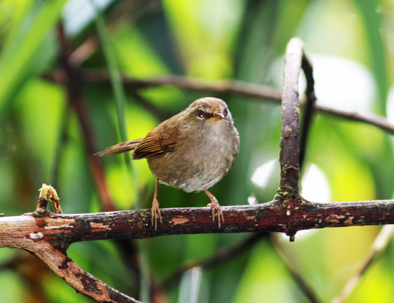 Sunda Bush Warbler (Horornis vulcanius)