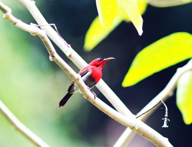 Crimson Sunblrd (Aethopyga siparaja)