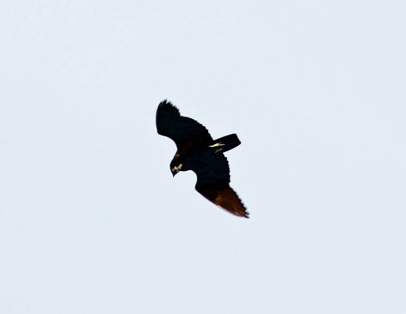 Bat Hawk (Macheiramphus alcinus)