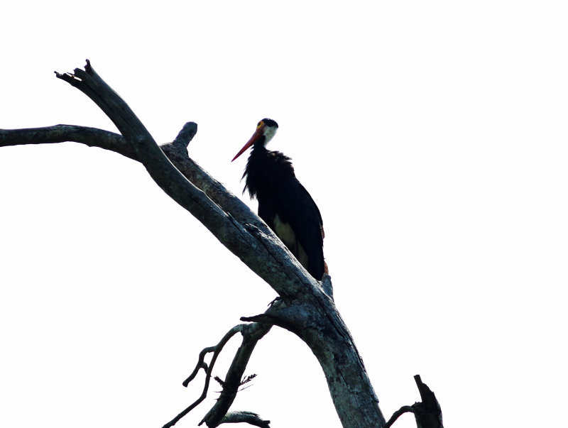 Storms Stork (Ciconia stormi)