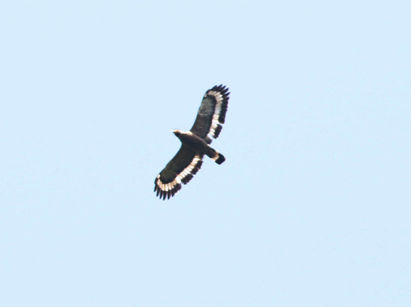 Crested Serpent Eagle (Spilornis cheela)