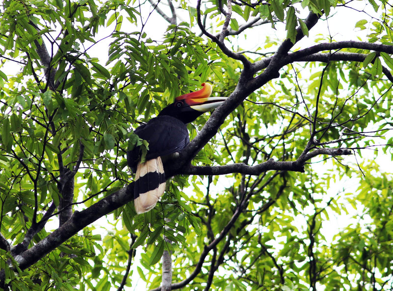 Rhinoceros Hornbill (Buceros rhinoceros)