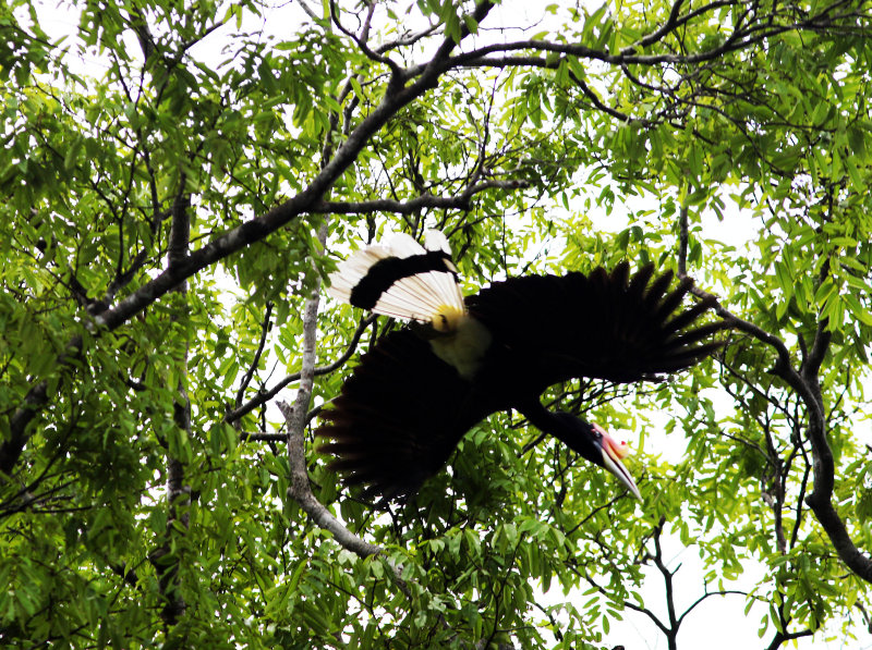 Rhinoceros Hornbill (Buceros rhinoceros)