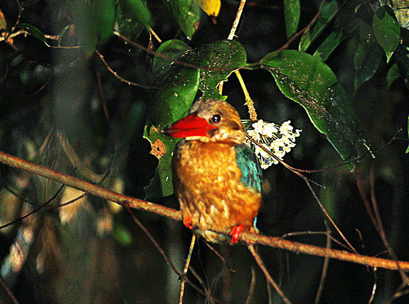 Stork-billed Kingfisher (Pelargopsis capensis)