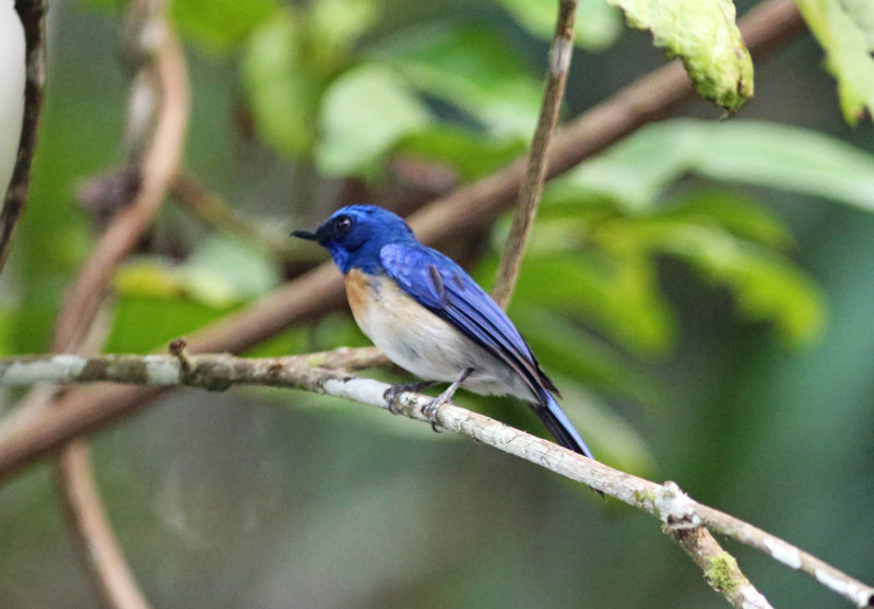 Malaysiann Blue Flycatcher (Cyornis turcosus) 