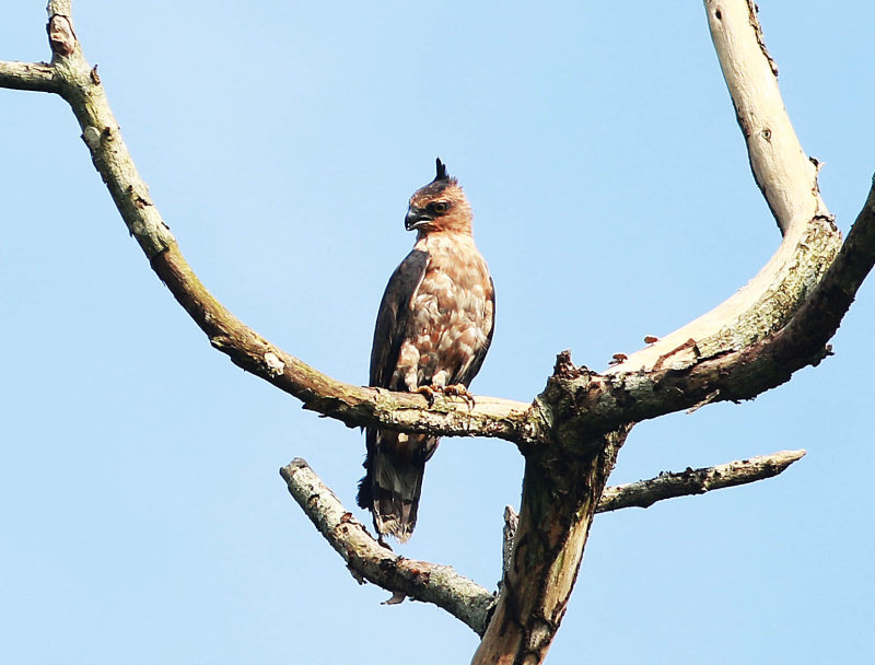 Jerdons Baza (Aviceda jerdoni)
