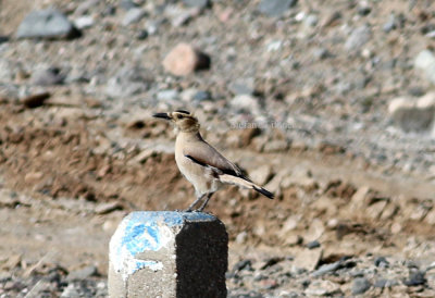 Hendersons ground jay (Podoces hendersoni).