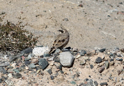 Quaidam Basin horned-lark (Eremophila alpestris przewalskii)