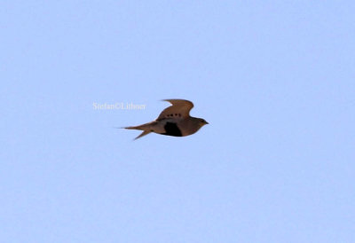 Pallassandgrouse (Syrrhaptes paradoxus).