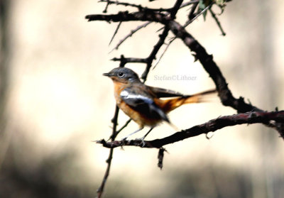Przewalskis redstart (Phoenicurus alashanicus).