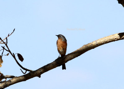 Przewalskis redstart (Phoenicurus alashanicus).