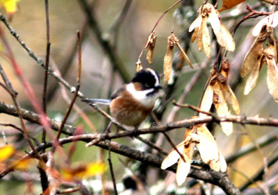 Back-browed bush-tit (Aegithalos concinnus). 