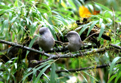 Grey-hooded  fulvetta (Alcippe striaticollis).
