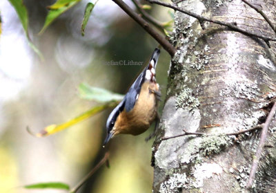 European nuthatch (Sitta europea ssp. sinensis).