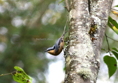 European nuthatch (Sitta europea ssp. sinensis).