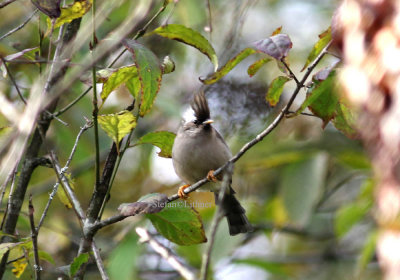 White-collared yuhina (Yuhina diademata).
