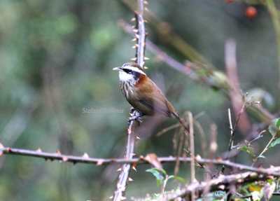 Streak-breasted scimitar-babbler (Pomatorhinus ruficollis).