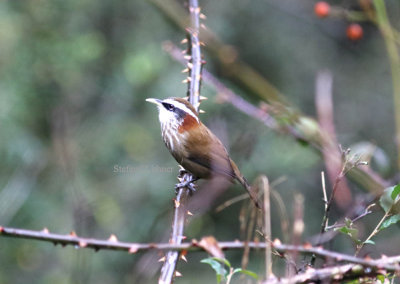 Streak-breasted scimitar-babbler (Pomatorhinus ruficollis).