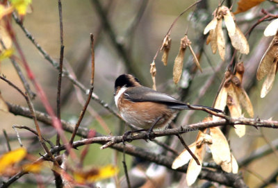 Back-browed bush-tit (Aegithalos concinnus). 