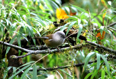 Grey-hooded  fulvetta (Alcippe striaticollis).