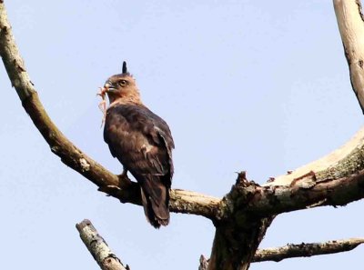 Birds on Borneo  2018