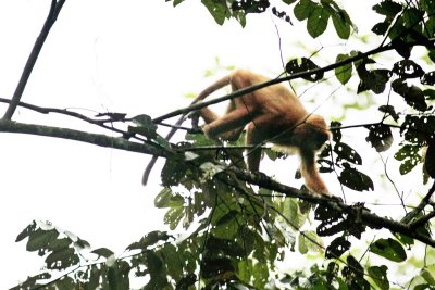 Maroon Leaf Monkey (Presbytes rubicauda)