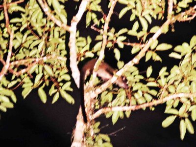 Bornean Striped Palm Civet (Arctogalidia stigmatica)