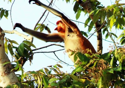 Probiscis Monkey (Nasalis larvatus)