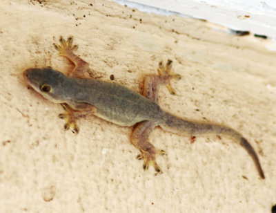 Four-clawed House Gecko (Gehyra mutilate)