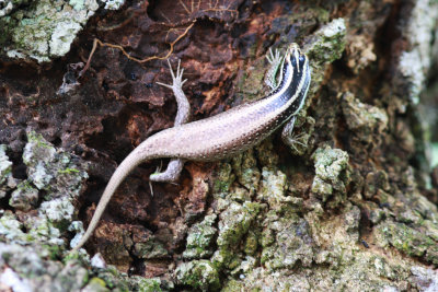 Striped Treeskink (Apterygodon vittatus)