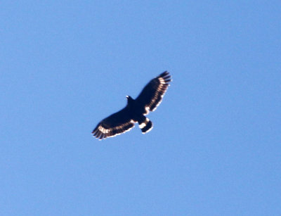 Mountain Serpent Eagle (Spilornis kinabaluensis)